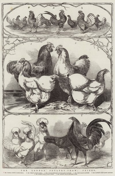 La Exposición Avícola de Londres, Premios de Harrison William Weir